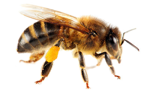 Bee PNG image-4304